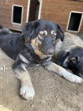 OHANA, Hund, Mischlingshund in Griechenland - Bild 22