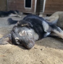 OHANA, Hund, Mischlingshund in Griechenland - Bild 23