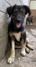 OHANA, Hund, Mischlingshund in Griechenland - Bild 4
