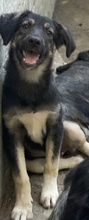 OHANA, Hund, Mischlingshund in Griechenland - Bild 6
