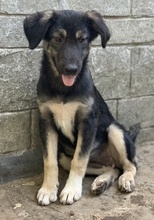 OHANA, Hund, Mischlingshund in Griechenland - Bild 8