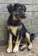 OHANA, Hund, Mischlingshund in Griechenland - Bild 9