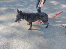 DORKA, Hund, Mischlingshund in Ungarn - Bild 2