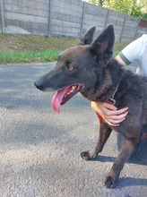 DORKA, Hund, Mischlingshund in Ungarn - Bild 4