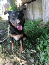 SUKI, Hund, Mischlingshund in Rumänien - Bild 1