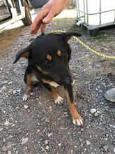SUKI, Hund, Mischlingshund in Rumänien - Bild 6
