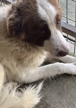 SILAS, Hund, Mischlingshund in Rumänien - Bild 1