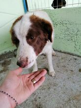 SILAS, Hund, Mischlingshund in Rumänien - Bild 2