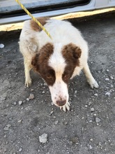 SILAS, Hund, Mischlingshund in Rumänien - Bild 3