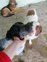 SILAS, Hund, Mischlingshund in Rumänien - Bild 4