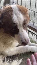 SILAS, Hund, Mischlingshund in Rumänien - Bild 5