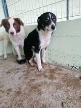 SILAS, Hund, Mischlingshund in Rumänien - Bild 6