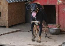 NALE, Hund, Mischlingshund in Rumänien - Bild 1