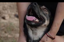 NALE, Hund, Mischlingshund in Rumänien - Bild 3
