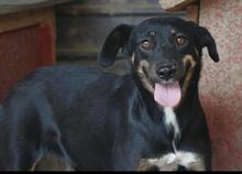 NALE, Hund, Mischlingshund in Rumänien - Bild 4