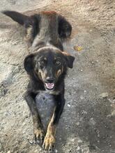 NALE, Hund, Mischlingshund in Rumänien - Bild 5