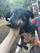 NALE, Hund, Mischlingshund in Rumänien - Bild 6