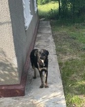 NALE, Hund, Mischlingshund in Rumänien - Bild 7