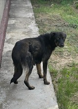 NALE, Hund, Mischlingshund in Rumänien - Bild 8