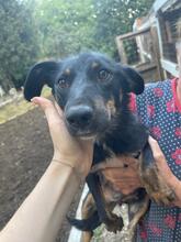 NALE, Hund, Mischlingshund in Rumänien - Bild 9