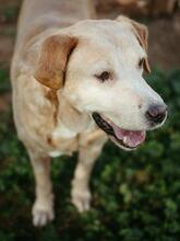 NAHUEL, Hund, Labrador Retriever in Spanien - Bild 14