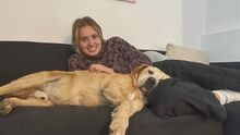 NAHUEL, Hund, Labrador Retriever in Spanien - Bild 20