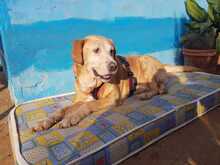 NAHUEL, Hund, Labrador Retriever in Spanien - Bild 5