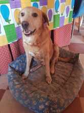NAHUEL, Hund, Labrador Retriever in Spanien - Bild 6