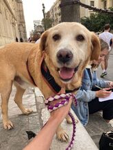 NAHUEL, Hund, Labrador Retriever in Spanien - Bild 8