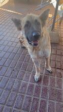 KIBA, Hund, Deutscher Schäferhund in Spanien - Bild 10