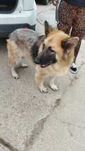 KIBA, Hund, Deutscher Schäferhund in Spanien - Bild 14