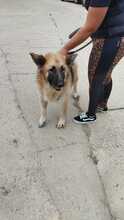 KIBA, Hund, Deutscher Schäferhund in Spanien - Bild 16