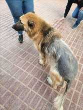 KIBA, Hund, Deutscher Schäferhund in Spanien - Bild 17
