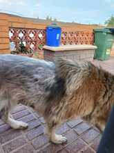 KIBA, Hund, Deutscher Schäferhund in Spanien - Bild 19