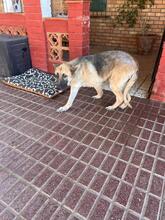 KIBA, Hund, Deutscher Schäferhund in Spanien - Bild 8