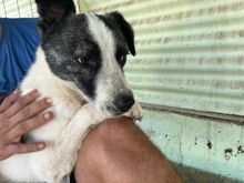 SPOTTY, Hund, Mischlingshund in Rumänien - Bild 1