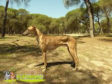 TERIYAKI, Hund, Galgo Español in Spanien - Bild 6