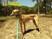 TERIYAKI, Hund, Galgo Español in Spanien - Bild 7