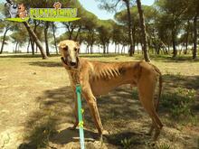 TERIYAKI, Hund, Galgo Español in Spanien - Bild 8