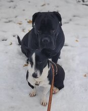 BENJI, Hund, Mischlingshund in Kroatien - Bild 8