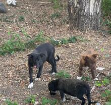 SPARKLE, Hund, Mischlingshund in Rumänien - Bild 4