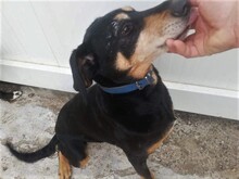 POLLY, Hund, Mischlingshund in Rumänien - Bild 1