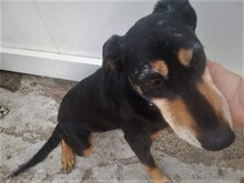 POLLY, Hund, Mischlingshund in Rumänien - Bild 3