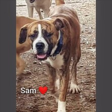SAM, Hund, Boxer-Mix in Rumänien - Bild 1