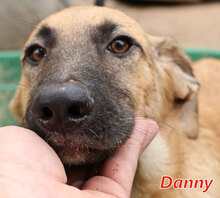 DANNY, Hund, Mischlingshund in Italien - Bild 10