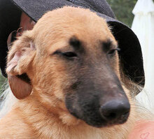 DANNY, Hund, Mischlingshund in Italien - Bild 11