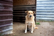 PEPPI, Hund, Mischlingshund in Rumänien - Bild 1