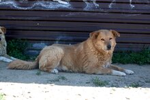 PEPPI, Hund, Mischlingshund in Rumänien - Bild 10
