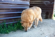 PEPPI, Hund, Mischlingshund in Rumänien - Bild 11