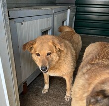 PEPPI, Hund, Mischlingshund in Rumänien - Bild 12